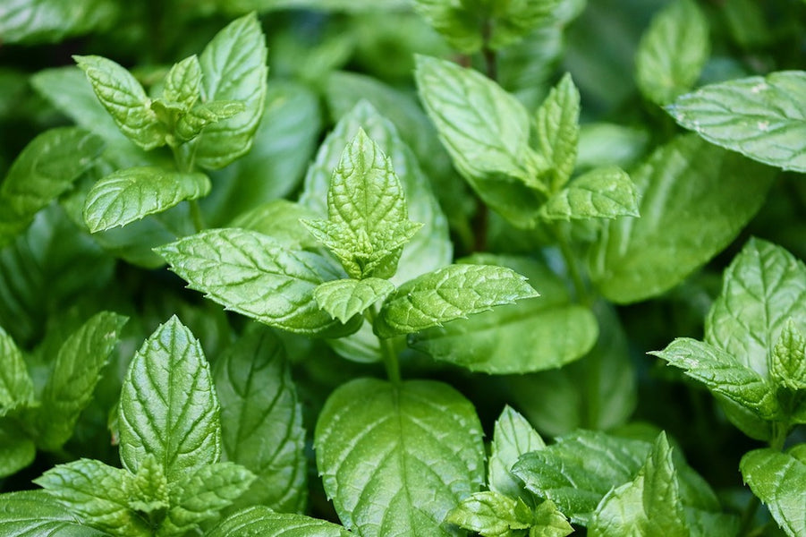 Essential Oils - Peppermint