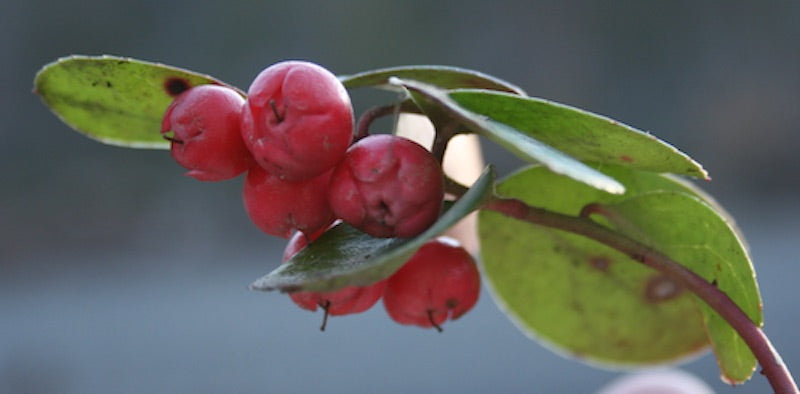 Essential Oils - Wintergreen